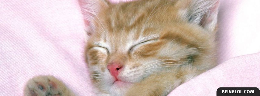 Kitty Cat Napping Facebook Covers