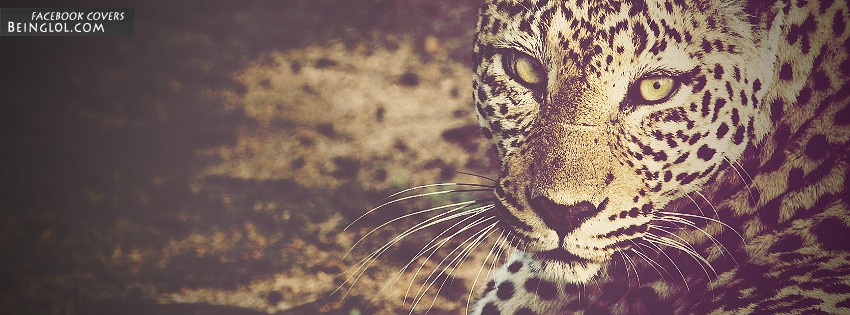 Leopard Facebook Covers