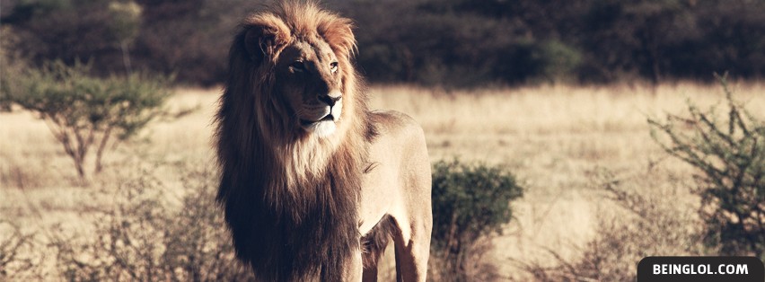 Lion In The Wilderness Facebook Covers