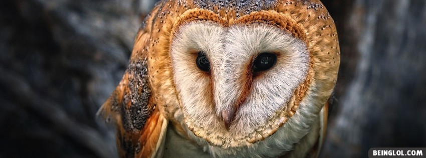 Owl Facebook Covers