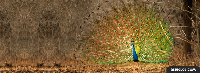 Peacock Facebook Covers