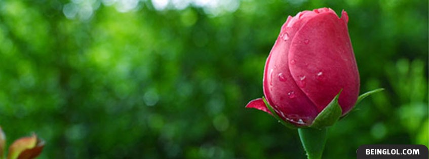 Pink Rose Facebook Covers