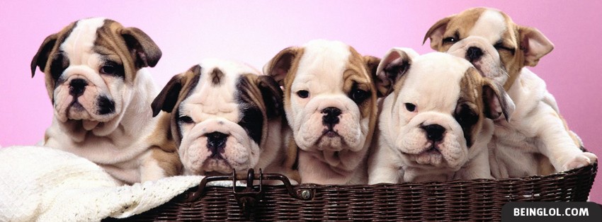 Puppies In A Basket Facebook Covers