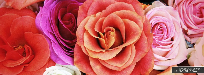 Roses Facebook Covers