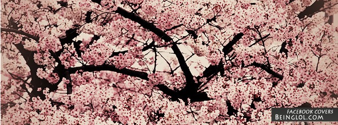 Sakura Flowers Facebook Covers