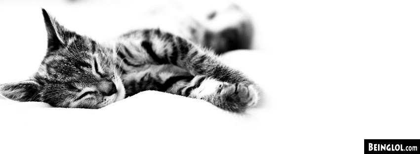Sleepy Kitty Facebook Covers