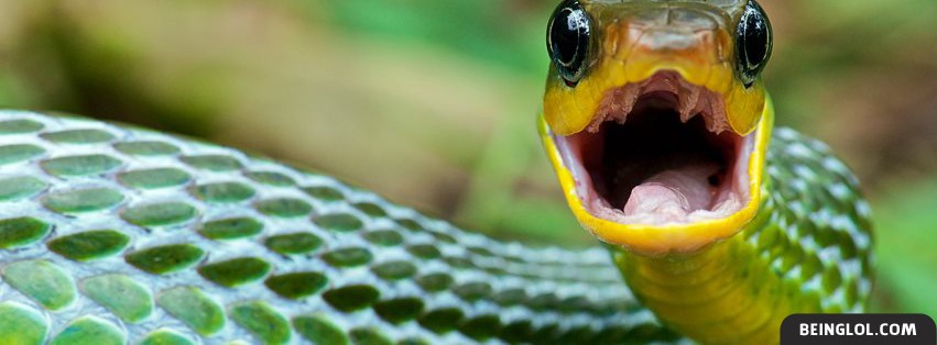 Snake Close Up Facebook Covers