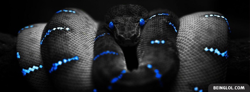 Snake Stare Facebook Covers