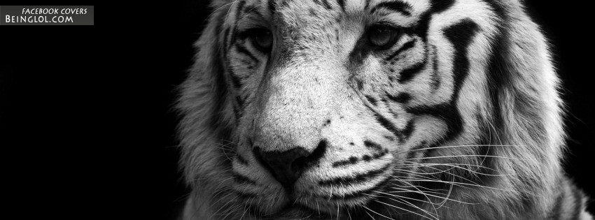 White Tiger Facebook Covers