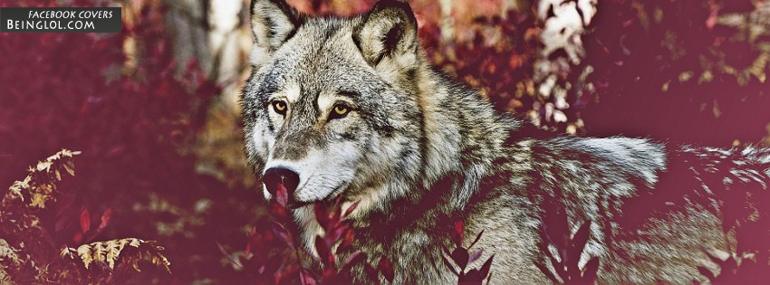 Wolf Facebook Covers