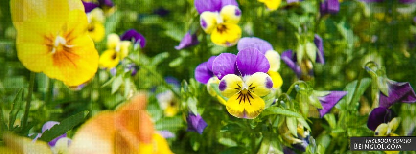 Yellow Flowers Facebook Covers