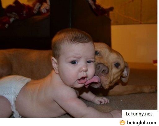 Licked by a Dog