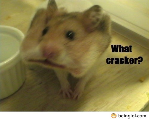 What Cracker? Funny Hamster