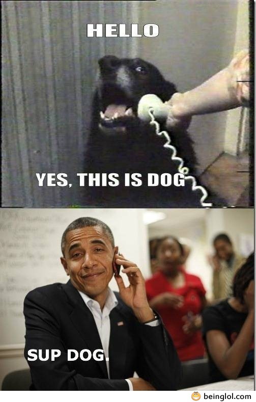 Dog Must Live In a Swing State