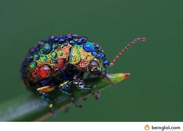Beautiful Bug