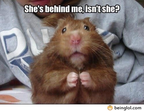 Scared Little Hamster - BeingLol.com