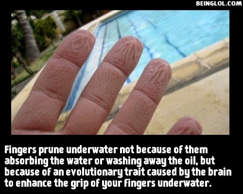 Did You Know That Fingers Prune Underwater Not Because of Them Absorbing the Water…