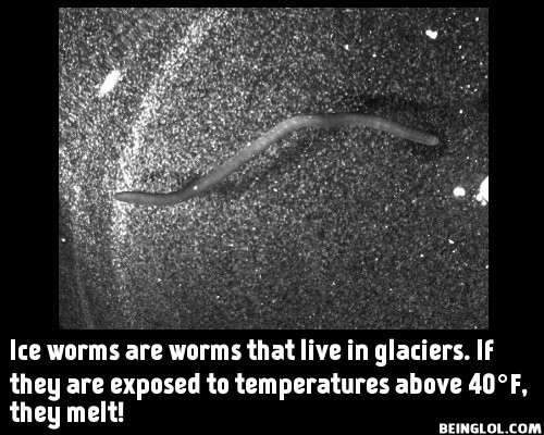 Did You Know That Ice Worms Are Worms That Live In Glaciers. If They Are Exposed …