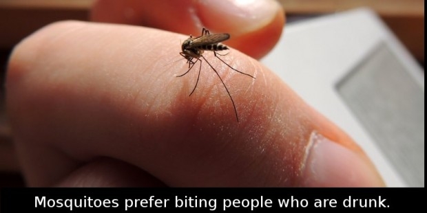 Did You Know That Mosquitos Prefer Biting People Who Are….