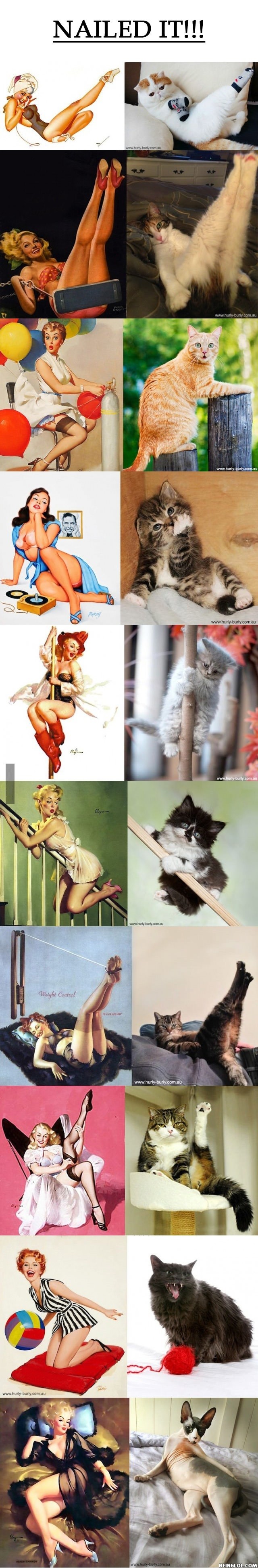 Cats That Look Like Pin-Up Girls