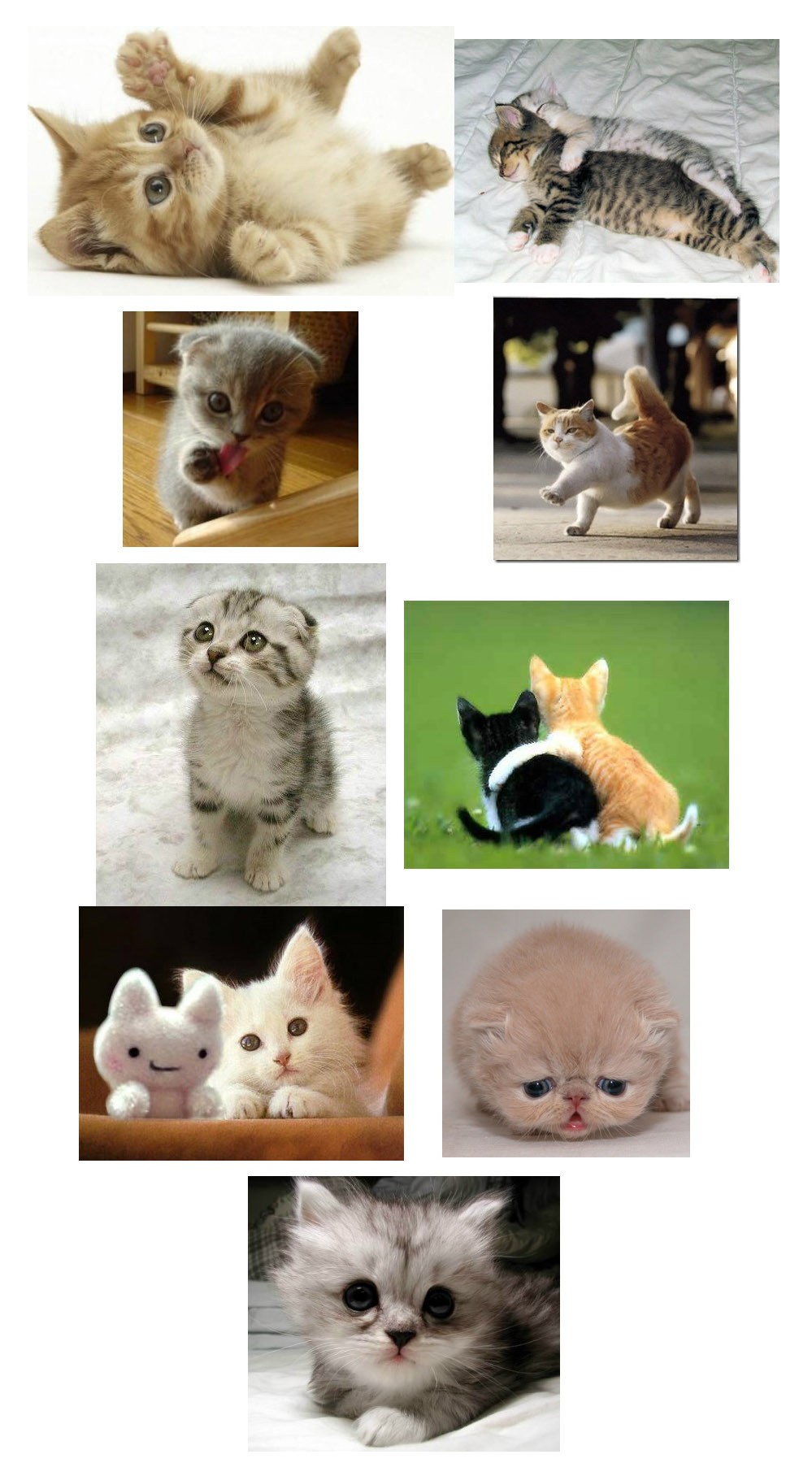 Top 9 Cute Cats
