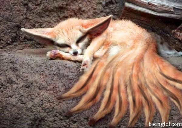 Ever Seen a Real Life Kyubi - Nine Tail