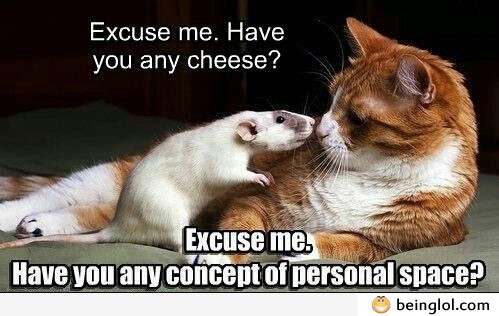 Have You Any Cheese?