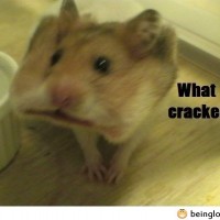 What Cracker? Funny Hamster