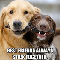 Best Friends Always Stick Together