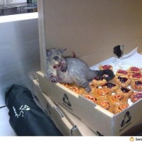 Possum Ate So Many He Couldn’t Move And Didn’t Care