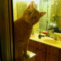 My Cat Watches My Wife Shower