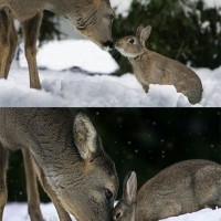 Awesome Bambi And Thumper Meet