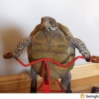 Turtle Working Out