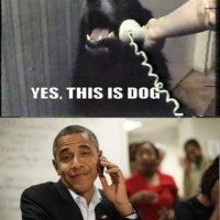 Dog Must Live In A Swing State