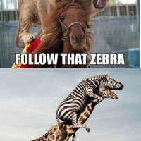 Follow That Zebra