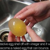 Did You Know That If You Dissolve Egg Shell Off With Vinegar, It Will Become…