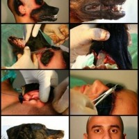 Brazilian Man Got A Dog Face By Plastic Surgery