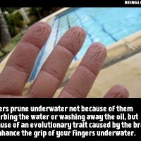 Did You Know That Fingers Prune Underwater Not Because Of Them Absorbing The Water…