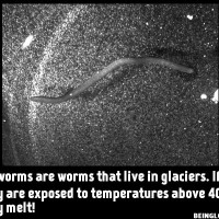 Did You Know That Ice Worms Are Worms That Live In Glaciers. If They Are Exposed …