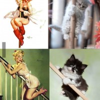 Cats That Look Like Pin-up Girls