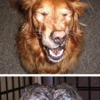 Funny Dogs About To Sneeze