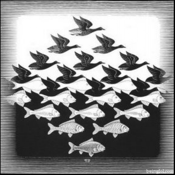 How many fishes are there in the picture?