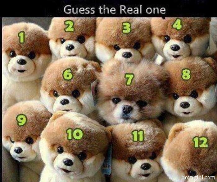 Guess which number is the real dog 