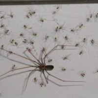 How many spiders?