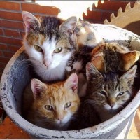 How many cats in the bucket?